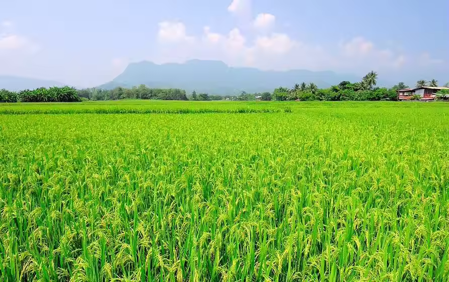 Dinosaur the best Jasmin Rice most popular high quality cheap price of Thailand 5 / 9 / 14 kg