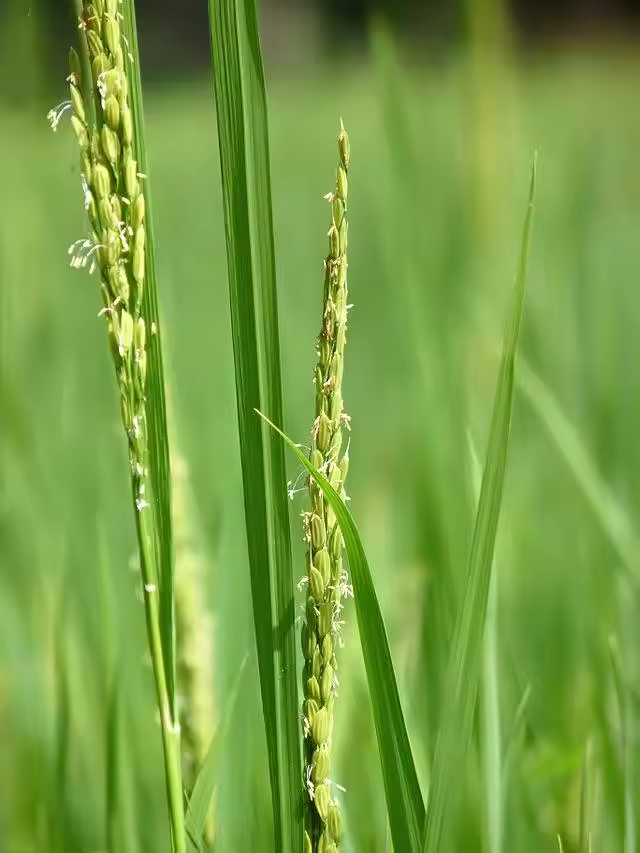Jasmin Riceberry most popular high quality cheap price of Thailand