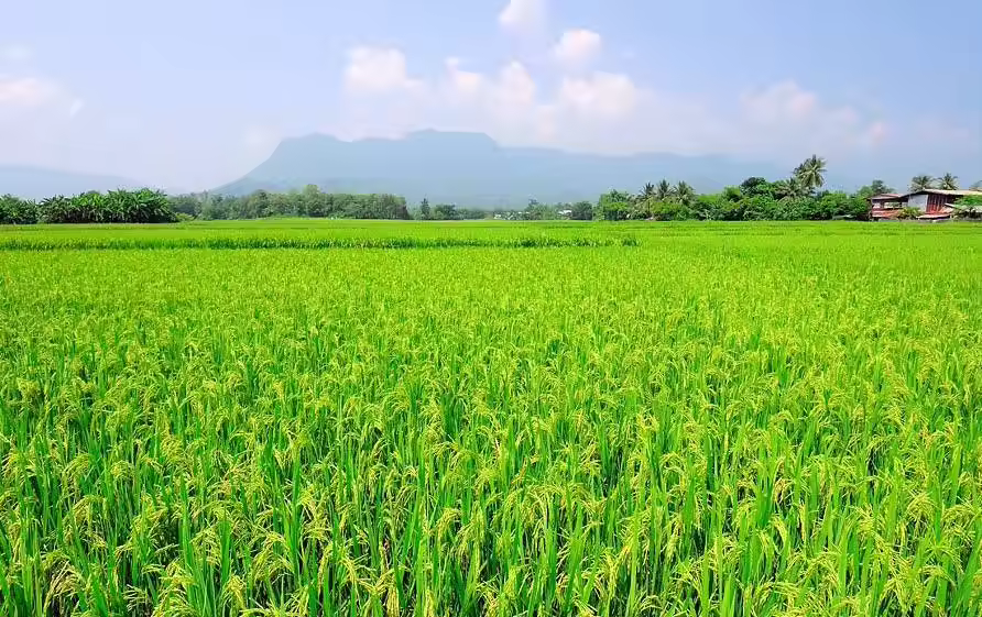 Jasmin Brown Rice most popular high quality cheap price of Thailand