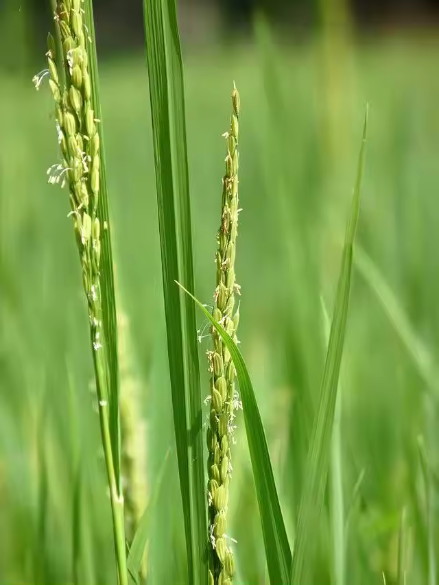 Jasmin Brown Rice most popular high quality cheap price of Thailand